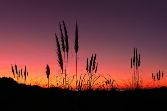 Pampas grass sunset