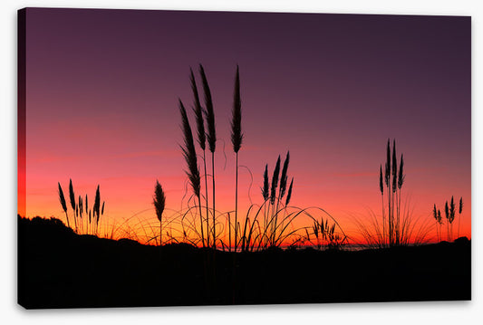 Pampas grass sunset