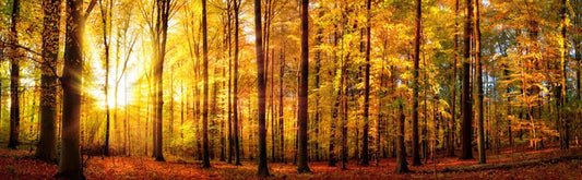 Fall forest panorama