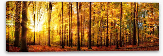 Fall forest panorama