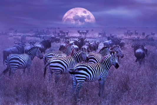 Moonlight dazzle
