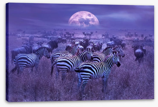 Moonlight dazzle