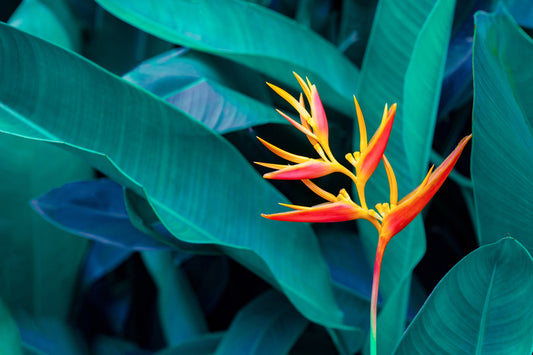 Leaves