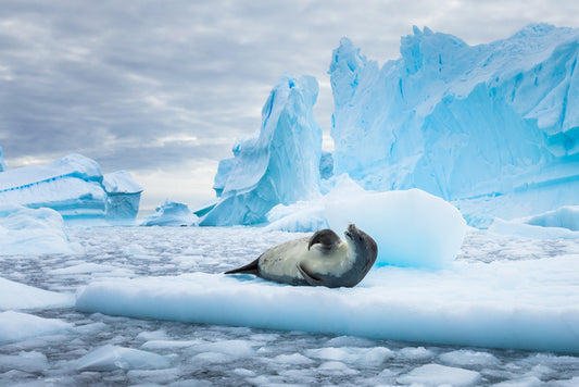 Chilled out