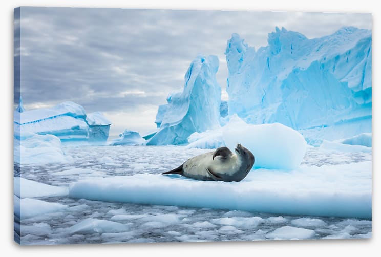 Chilled out