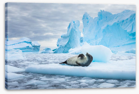 Chilled out