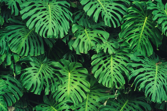 Leaves