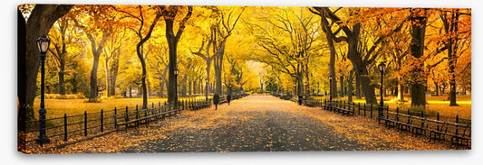 Central Park fall panorama