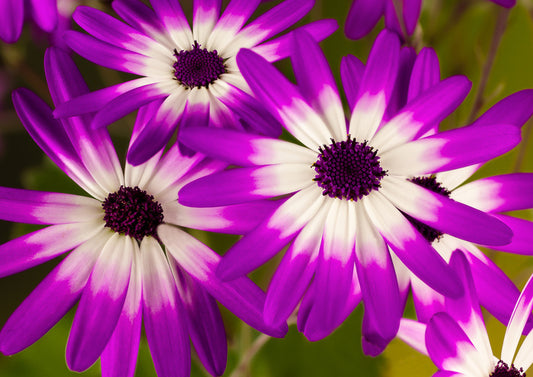 Senetti stars