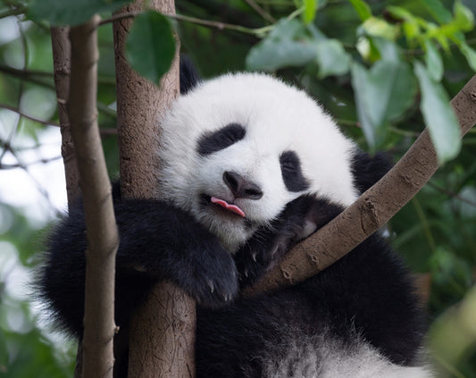 Panda kisses