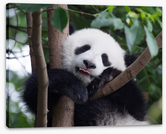 Panda kisses