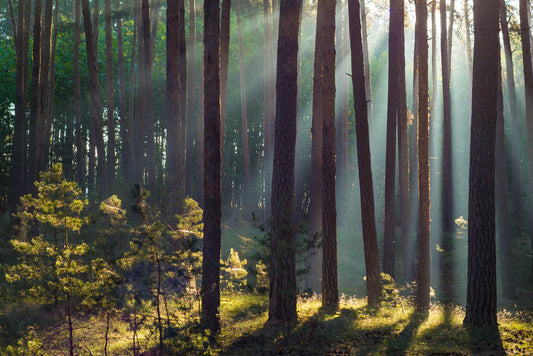Forests