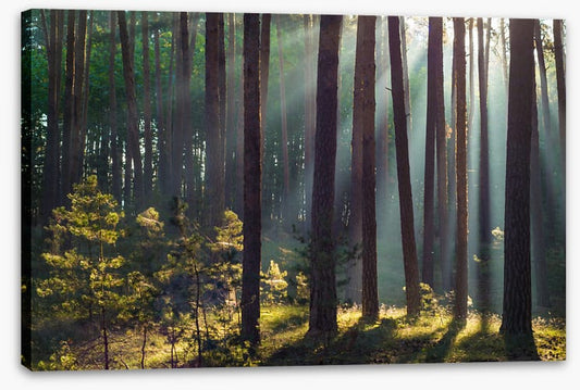 Forests