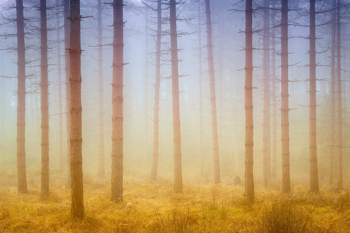 Forests