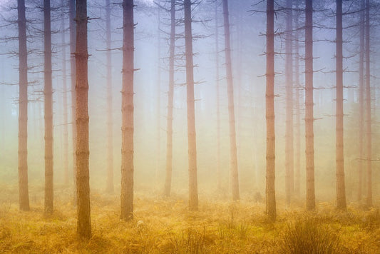 Forests