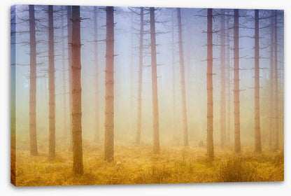 Forests