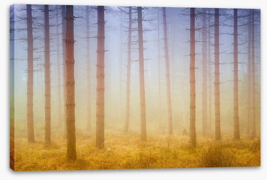 Forests