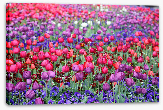 Tulip time