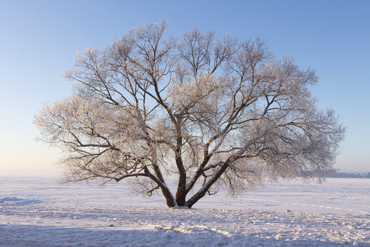 Trees