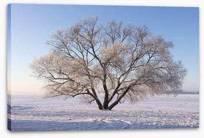 Trees