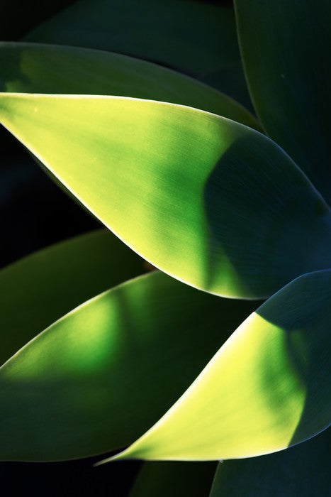 Abstract agave