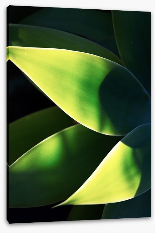 Abstract agave