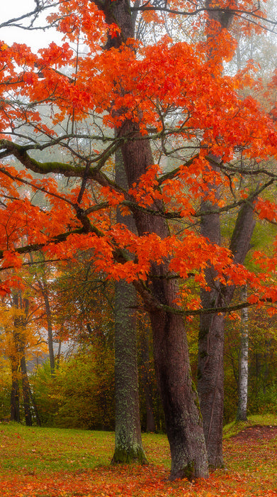 Autumn burst