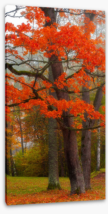Autumn burst
