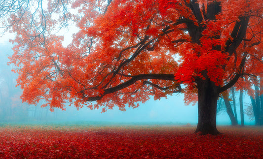 Maple tree mist