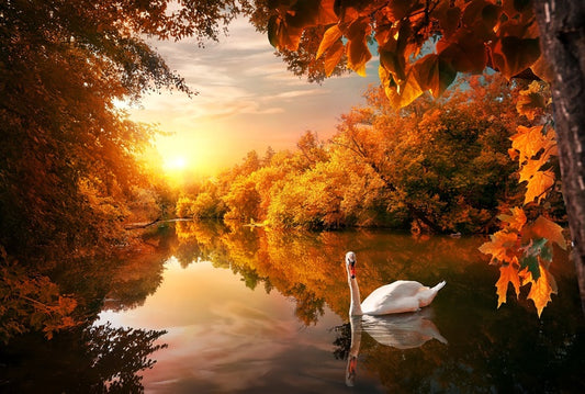Swan into fall