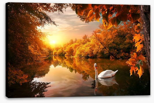 Swan into fall