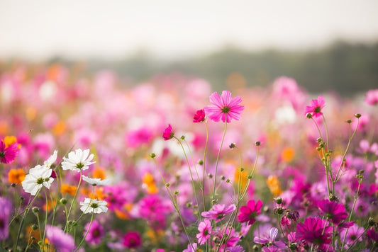 Morning in the meadow