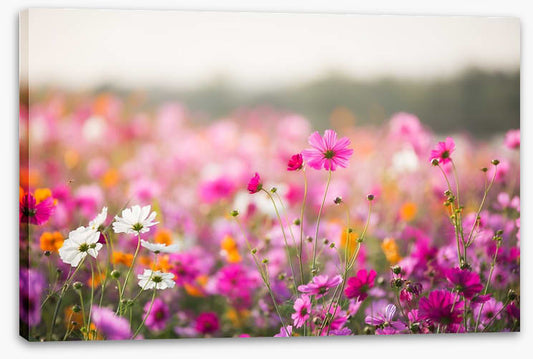Morning in the meadow