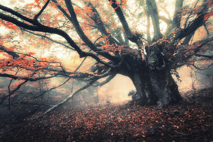 Aethereal autumn glow