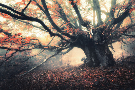Aethereal autumn glow