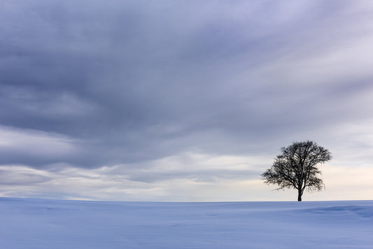 Solitary in the snow