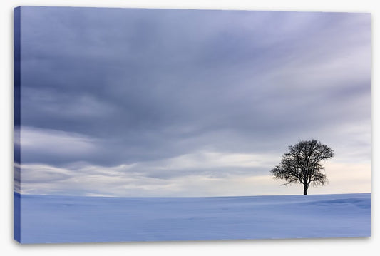 Solitary in the snow