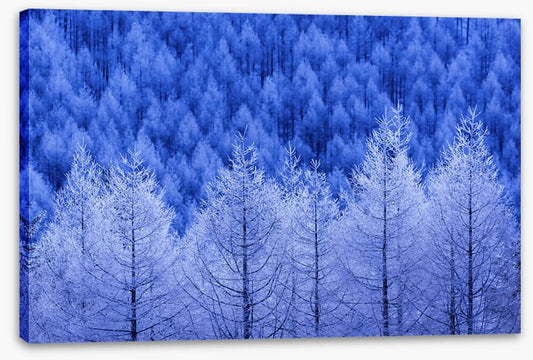 Frostbitten forest