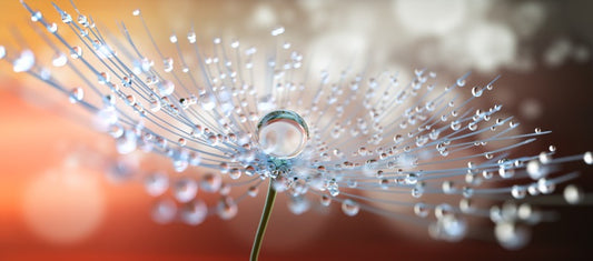 One big dew drop