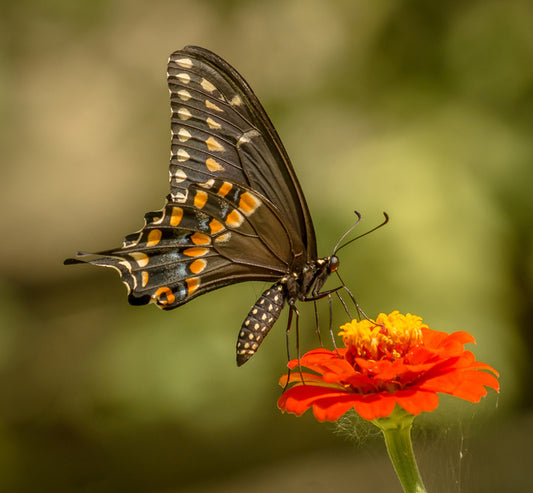 Butterflies