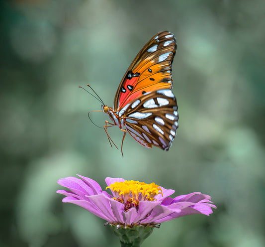 A light landing