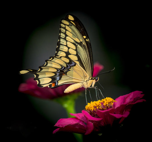 A delicate balance