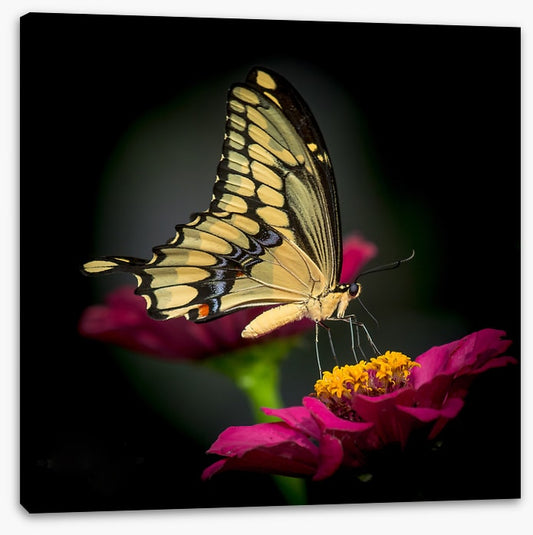 A delicate balance