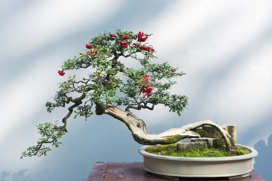 Bonsai berries