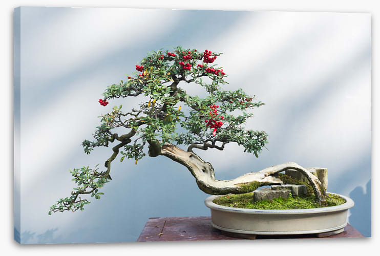 Bonsai berries