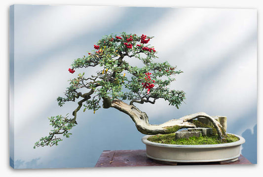 Bonsai berries