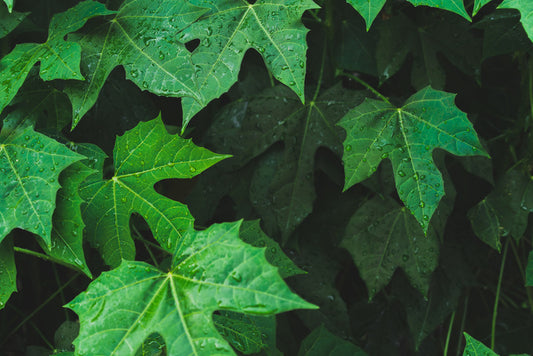 Leaves