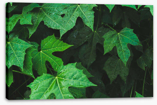 Leaves