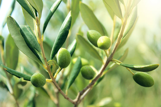 Green olive light