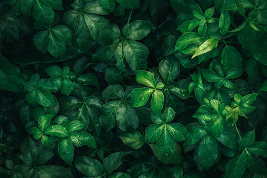 Leaves